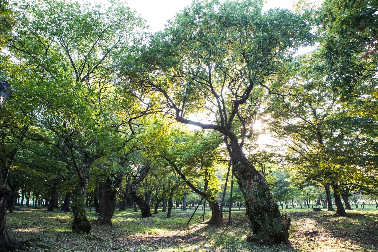 경주 계림
