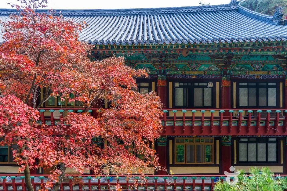 구인사 단양 관람시간·입장료·가는길 정리
