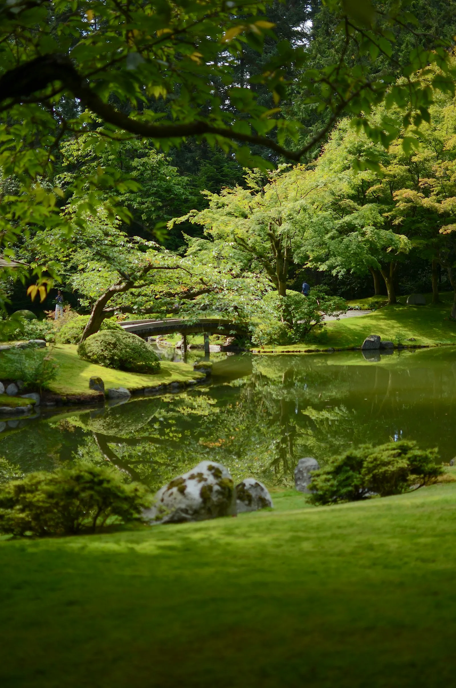 A pond surrounded by trees and rocks in a park