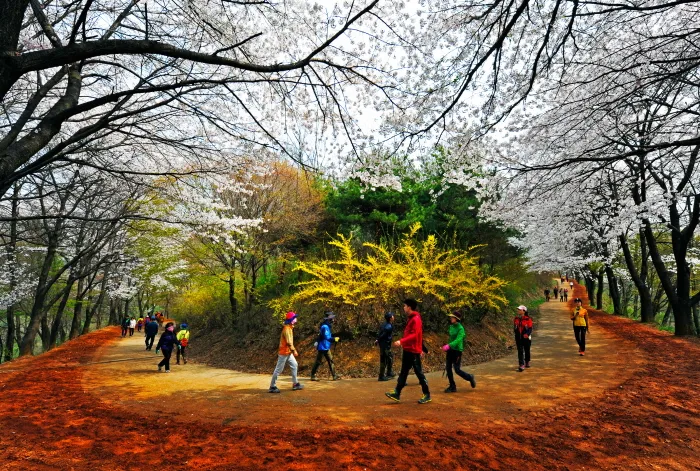 계족산 황톳길(3)