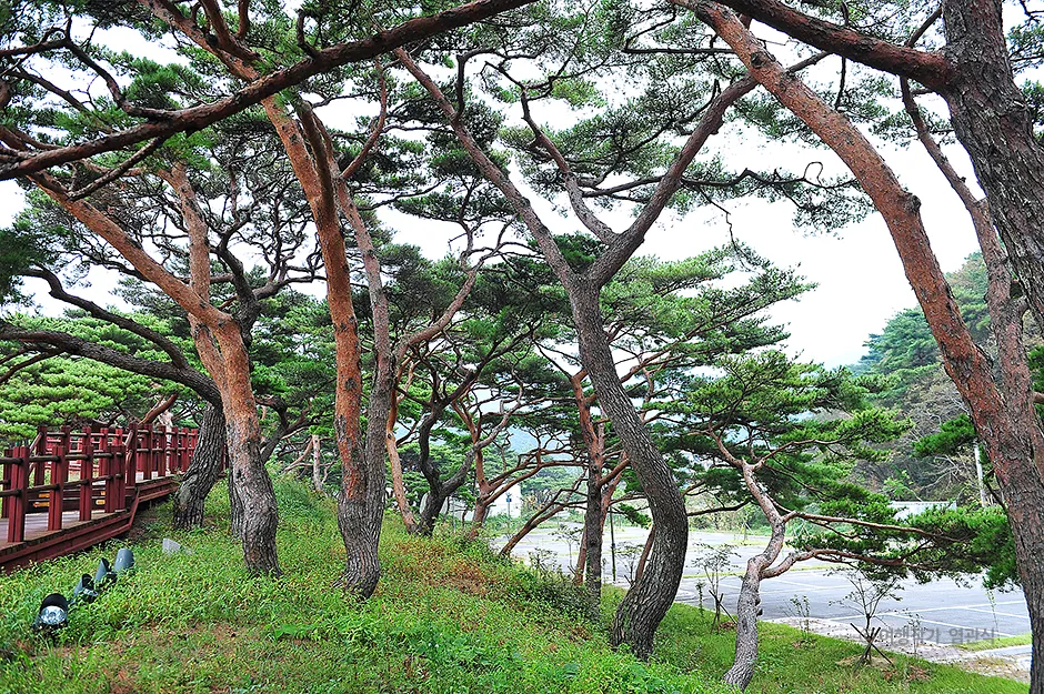 인천_옹진_서포리웰빙산림욕산책로_염관식 04