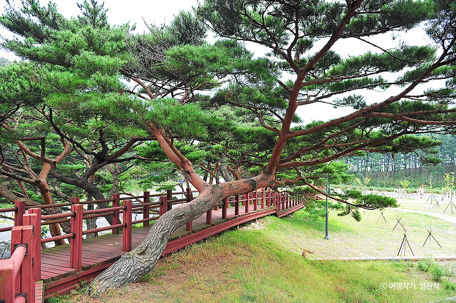 인천_옹진_서포리웰빙산림욕산책로_염관식 02