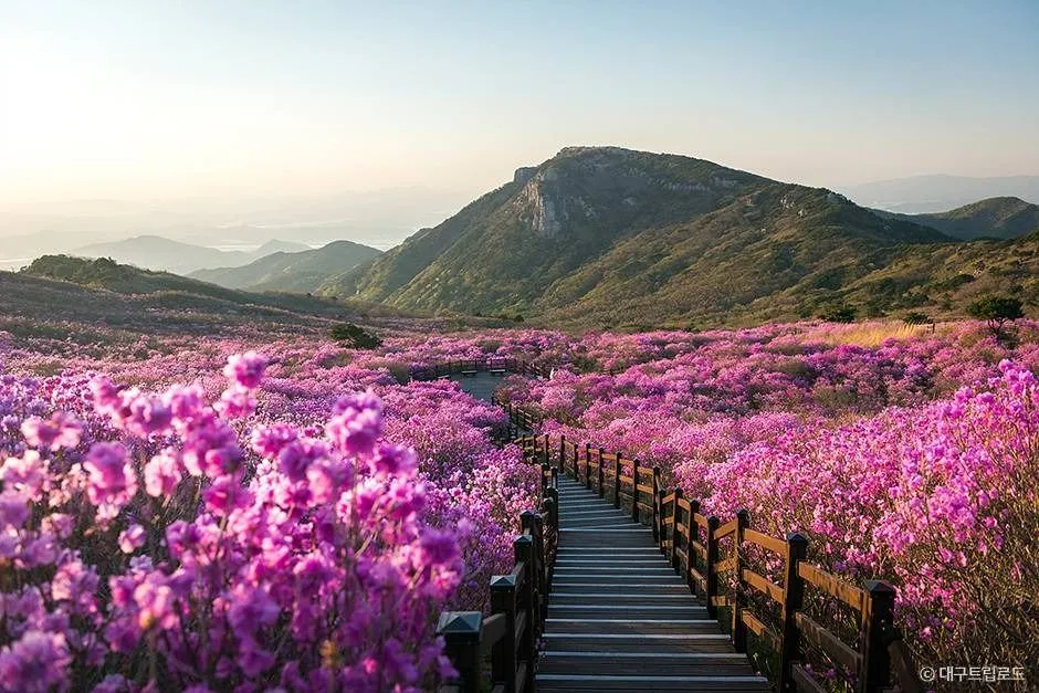 비슬산군립공원 진달래 보러 가는 방법 총정리