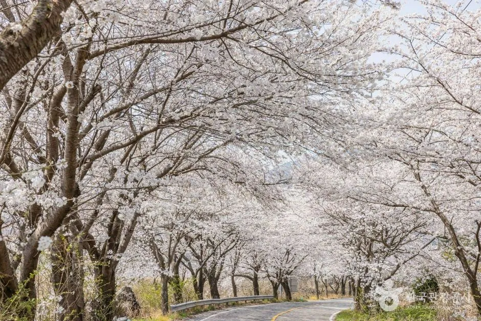 낙안읍성 벚꽃길 (5)