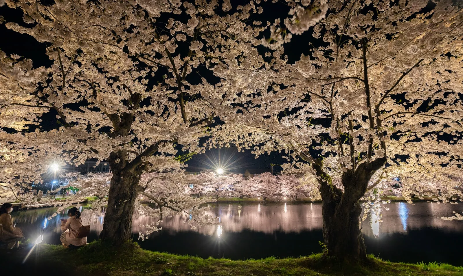 Cherry blossoms in full bloom at Hirosaki Park
