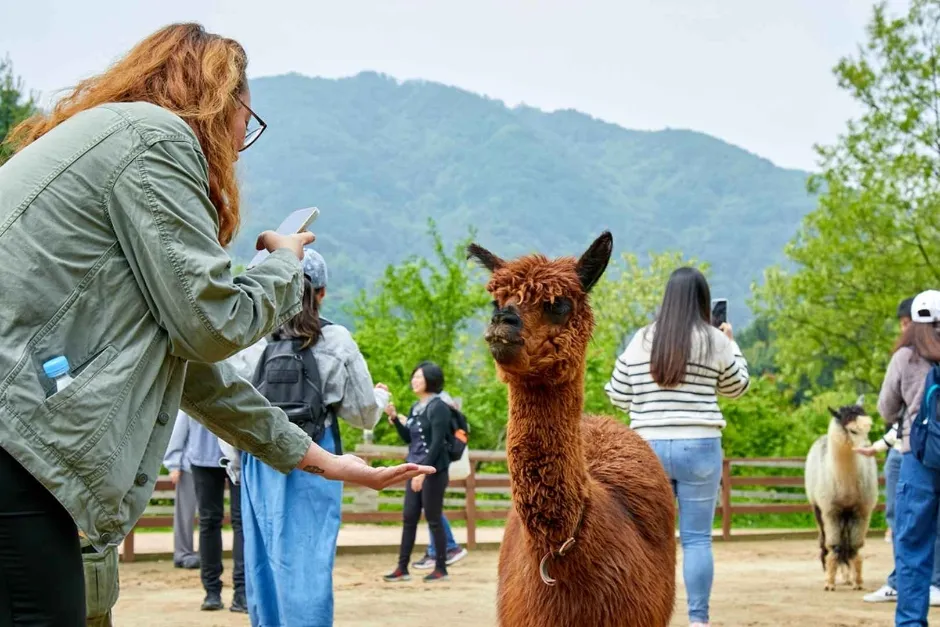 알파카월드 체험 가이드 — 입장권부터 퍼포먼스 시간까지 본문 이미지