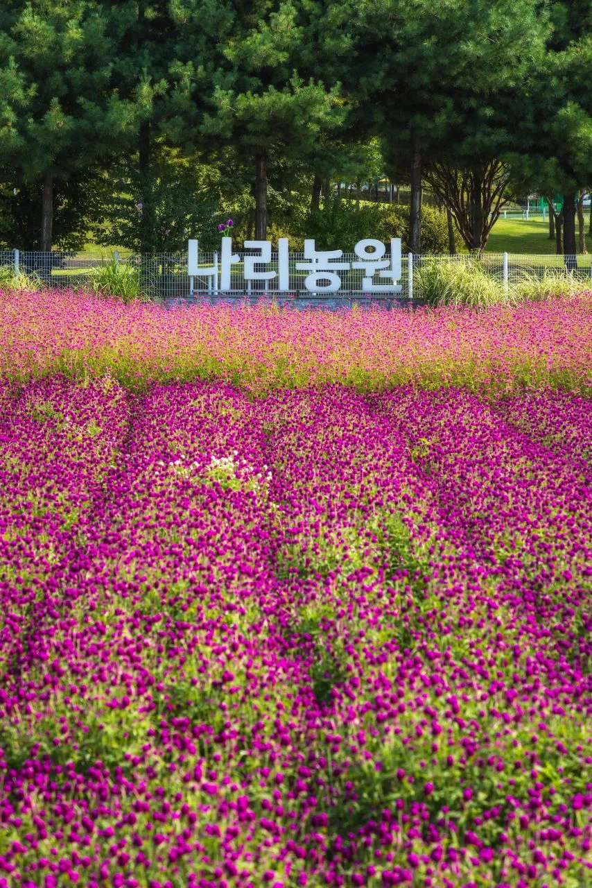 나리농원