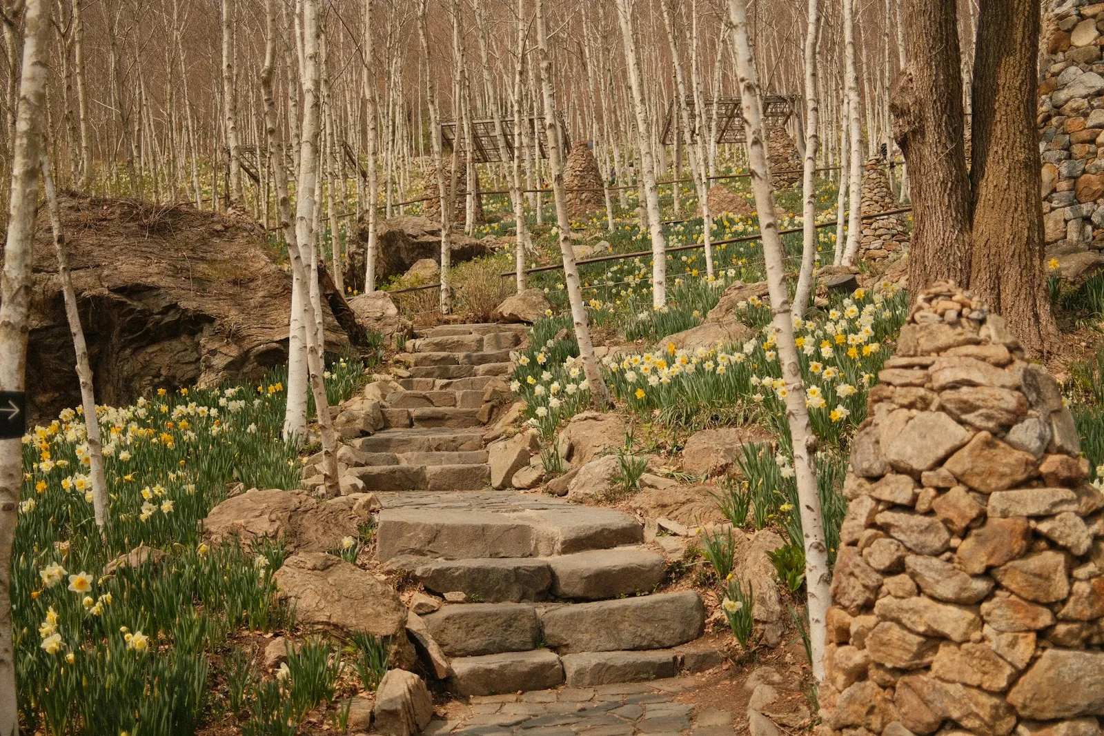 인제 자작나무숲 입산 마감 시간과 왕복 3시간 동선 정리