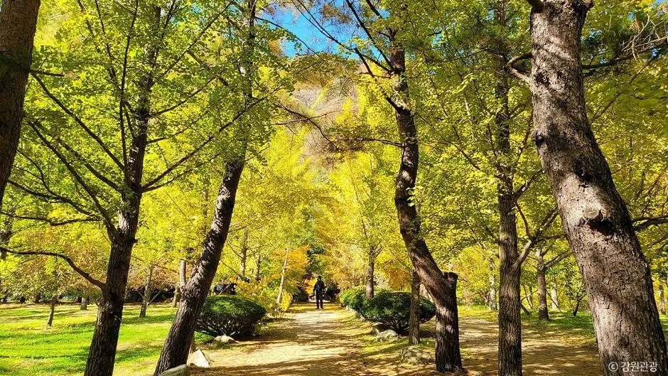 홍천_홍천 은행나무숲 (3)