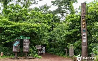 비자림 — 제주 동부 관광지