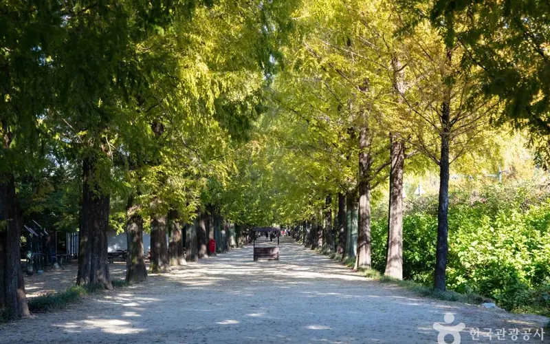 메타세쿼이아 가로수길 사진