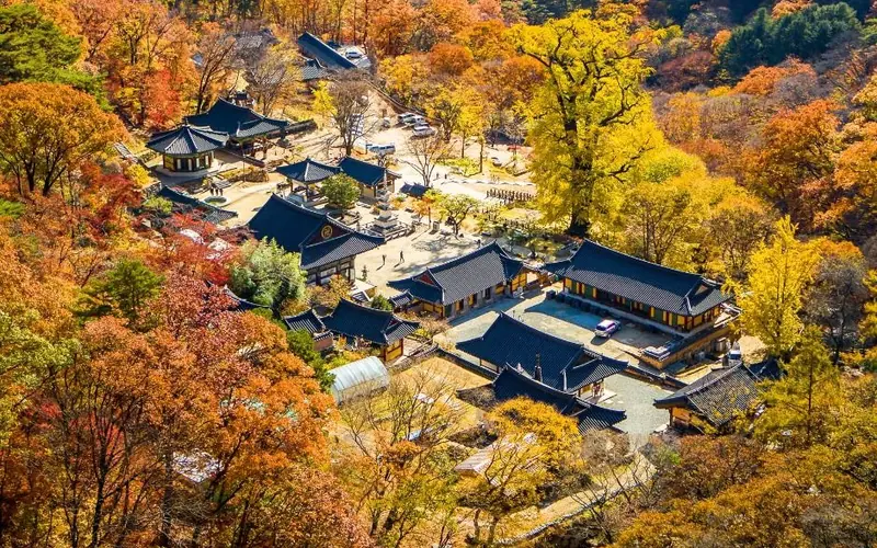 용문사 은행나무 사진