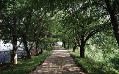 서어나무숲 — 남원 관광지