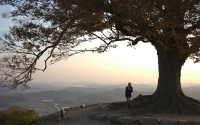 성흥산 사랑나무(가림성 느티나무) — 부여 관광지