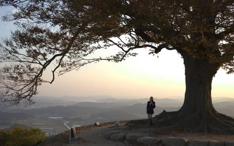 성흥산 사랑나무(가림성 느티나무) 사진