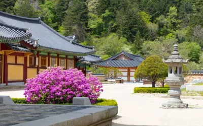 월정사 전나무숲길 — 평창 관광지