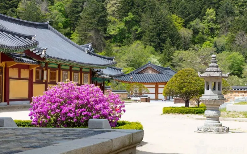 월정사 전나무숲길 사진