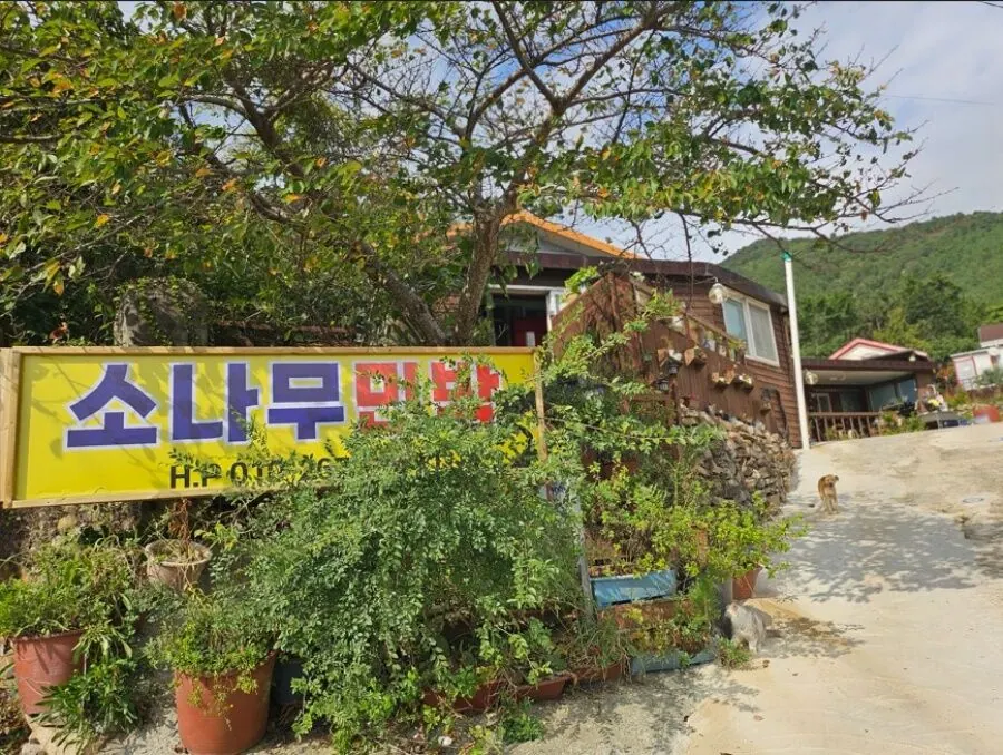 완도(청산도) 소나무펜션 대표 사진